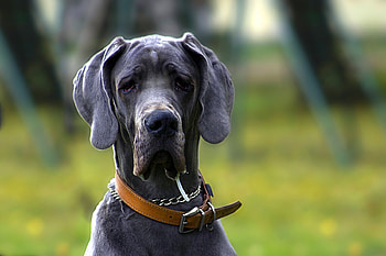 Blue, Great Danes HD wallpaper
