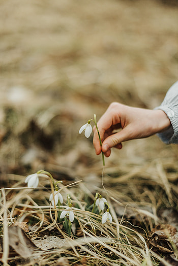 Flowers, Flower, Hand, Spring, Snowdrop HD phone wallpaper