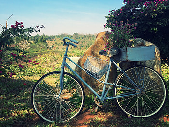 Nature, Flowers, Basket, Bicycle HD wallpaper
