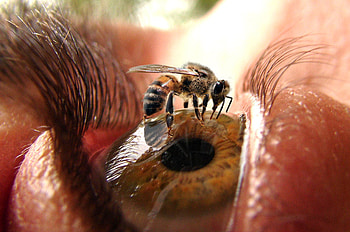Sting-62, ouch, eye, bee, insect HD wallpaper