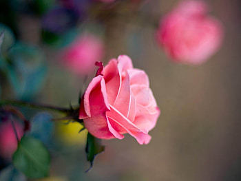 ROSES, PETALS, LEAVES, COLORS, STEMS HD wallpaper