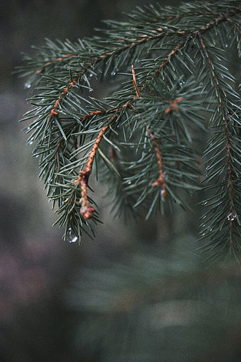 Water, Needle, Macro, Branch, Fir, Spruce HD phone wallpaper