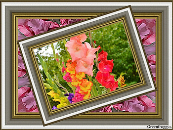 PRETTY GLADDIES, GLADDIES, PRETTY, FLOWERS, FRAMED HD wallpaper