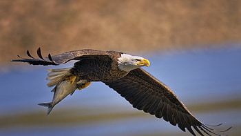 Fresh Catch of a Bald Eagle, river, wings, fish, raptor HD wallpaper