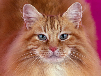 Im just kiddin! holy!, kitten, friendly, reddish, cute, cat, little, pink, pretty, lovely HD wallpaper