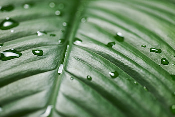 Drops, Macro, Wet, Surface, Leaflet HD wallpaper