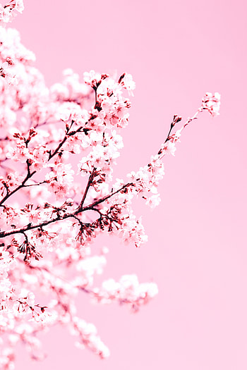 Flowers, Cherry, Pink, Plant, Bloom, Flowering, Branch HD phone wallpaper