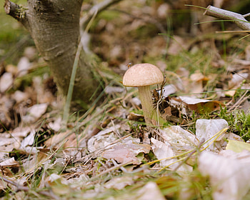 Mushroom collaboration, Rainy weather, Earthy partnership, Creative art HD wallpaper