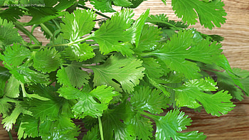 Cilantro 3D model, Digital art, Unique representation, ArtStation creation HD wallpaper