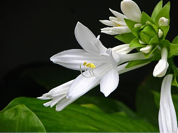 Flowers, leaves, nature, petals HD wallpaper