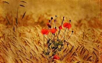 Plants, Flowers, Poppies HD wallpaper
