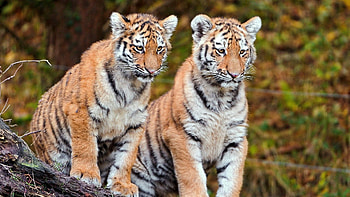 Animals, Tigers, Sit, Couple, Pair, Big Cats HD wallpaper