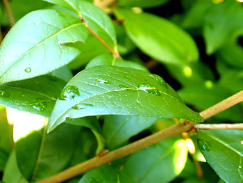 Leaves, Drops, Macro, Branch HD wallpaper