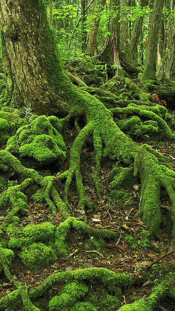 Trunk, Amazon Rain Forest HD phone wallpaper