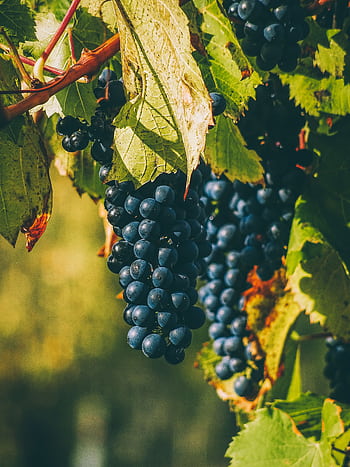 A close-up of ripe purple grapes in a vineyard in Gheorgheni, Romania, showcasing the lush greenery and organic viticulture. HD phone wallpaper