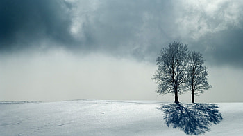 Nature, Trees, Horizon, Shadow, Grey HD wallpaper