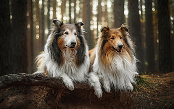 Shetland Sheepdogs, dogs, shelties, forest, animals HD wallpaper