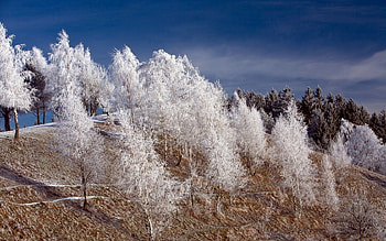 Winter, Nature, Trees, Snow, Frost, Hoarfrost, Hill HD wallpaper
