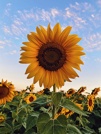 Flowers, Flower, Plant, Bloom, Flowering, Sunflower HD phone wallpaper