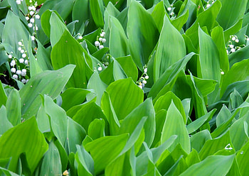 Lily Of The Valley, graphy, Leaves, Flowers, Nature HD wallpaper