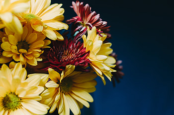 Flowers, Gerberas, Bouquet, Composition HD wallpaper