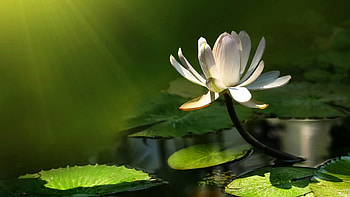 Plants, Flowers HD wallpaper