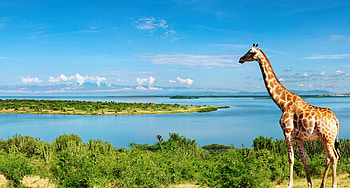 Nature, Giraffe, Animal, Ocean, Scenic HD wallpaper