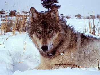 Wolf, winter, beautiful HD wallpaper