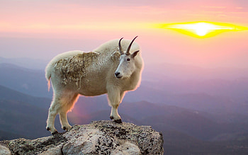 Mountain goat backgrounds, Breathtaking mountain landscapes, Exquisite high-altitude animals, Alpine wildlife HD wallpaper