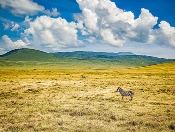 Ngorongoro Crater, Wildlife conservation, Tangled thoughts, Safari adventure HD wallpaper