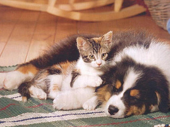 Puppy and kitten, puppies, kitties HD wallpaper