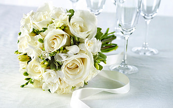Plants, Flowers, Roses HD wallpaper