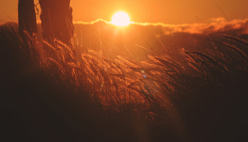 Corn Filed Sunset , field, sunset, nature HD wallpaper