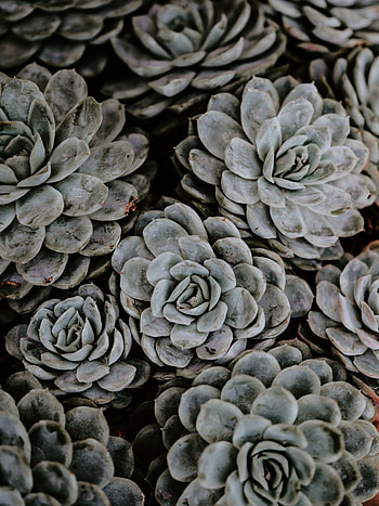 Flowers, Plant, Petals, Succulents HD phone wallpaper