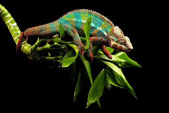 Animals, Branches, Reptile, Chameleon HD wallpaper