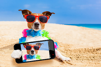 Selfie, dog, animal, sand, jack russell terrier, , beach, summer, sunglasses, funny, caine HD wallpaper