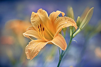 Flower, leaf, nature, tree HD wallpaper