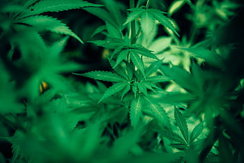 Vibrant close-up of green cannabis leaves showcasing natural growth and texture. HD wallpaper