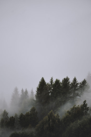 Nature, Trees, Sky, Top, Fog, Tops HD phone wallpaper