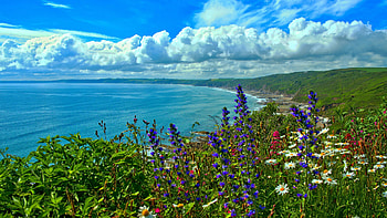 Cornwall, Whitsand Bay, England, sea, sky, flowers, coast, clouds HD wallpaper