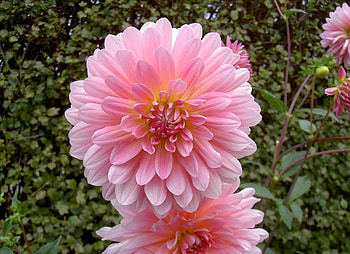 Flowers, Greens, Flower Bed, Flowerbed, Dahlias HD wallpaper