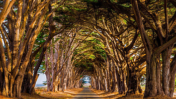 Road Between Trees Branches Straight Line During Daytime Nature HD wallpaper