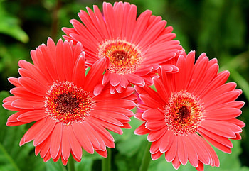 Flowers, Gerberas, Close-Up, Three HD wallpaper