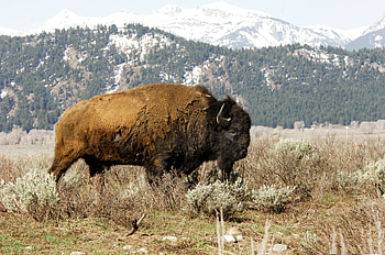 Buffalo, animal, american, bison HD wallpaper