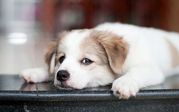 Animals, Dog, Muzzle, Sight, Opinion, Puppy, Sad HD wallpaper