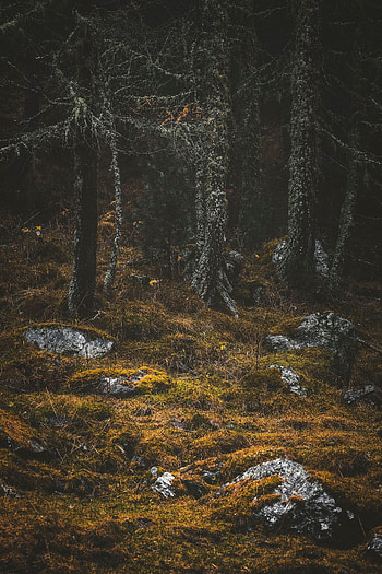 Nature, Trees, Stones, Forest, Moss HD phone wallpaper