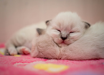Kitten, Ragdoll HD wallpaper