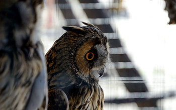 Animals, Owl, Feather, Bird, Eyes HD wallpaper