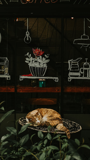 Animals, Flower, Cat, Chair, Redhead, Showcase, Sleeps, Asleep HD phone wallpaper
