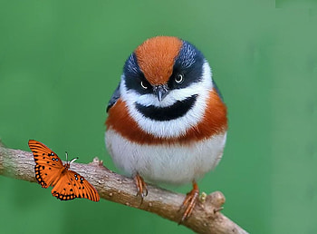 where are you?, butterflies, birds, butterfly, animals HD wallpaper